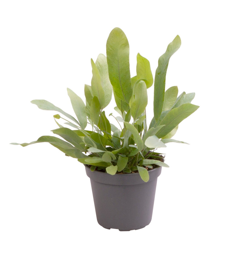 Phlebodium aureum &