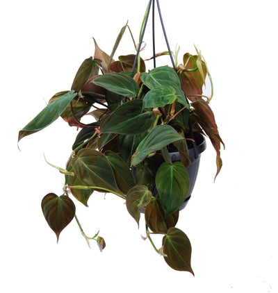 Philodendron scandens 'Micans' (hangpot)_0