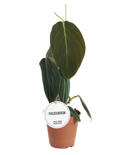 Philodendron Gigas_0