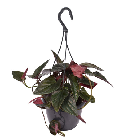 Syngonium erythrophyllum 'Red Arrow' in hangpot_0
