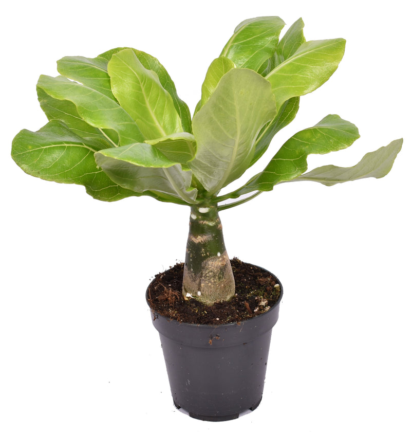 Brighamia insignis ‘Hawaii Palm’_0