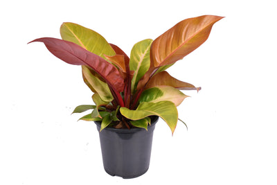 Philodendron Prince of Orange _0