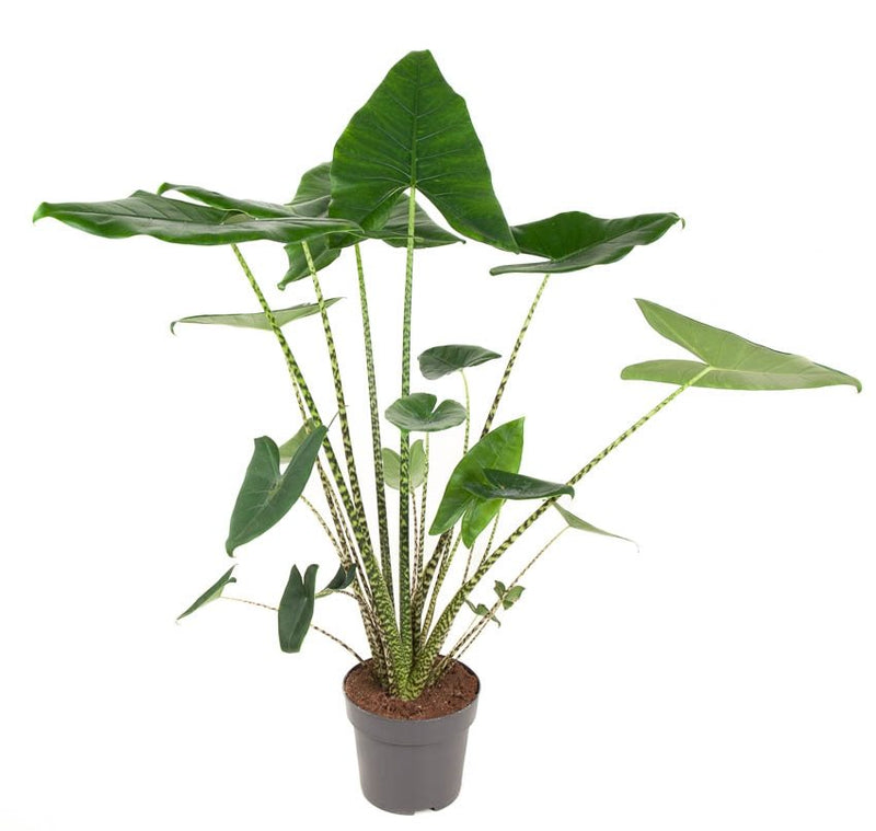 Alocasia Zebrina_0