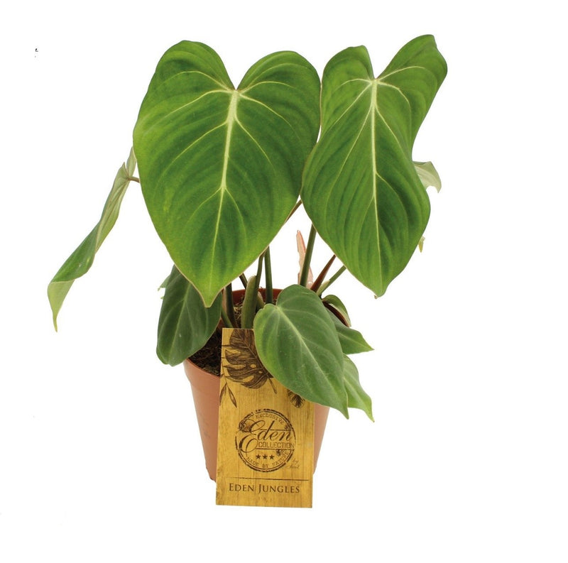 Philodendron Gloriosum_0