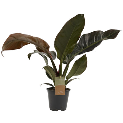 Philodendron Imperial Red Feel Green_0