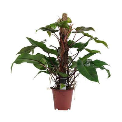 Philodendron Red Emerald_0