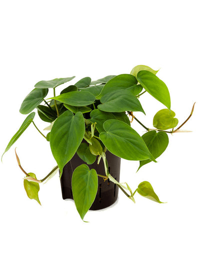 Philodendron scandens_0