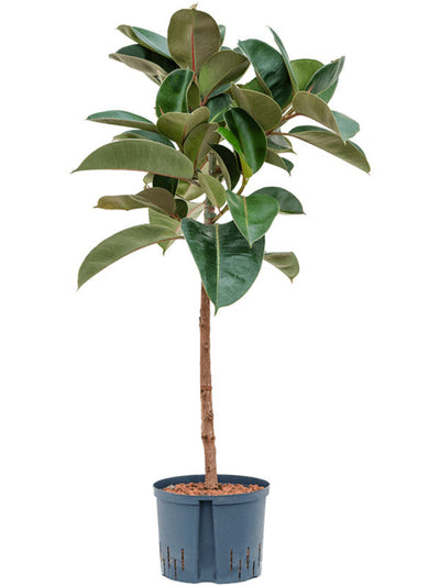 Ficus elastica 'Robusta' op stam_0