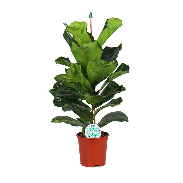 Ficus Lyrata_0