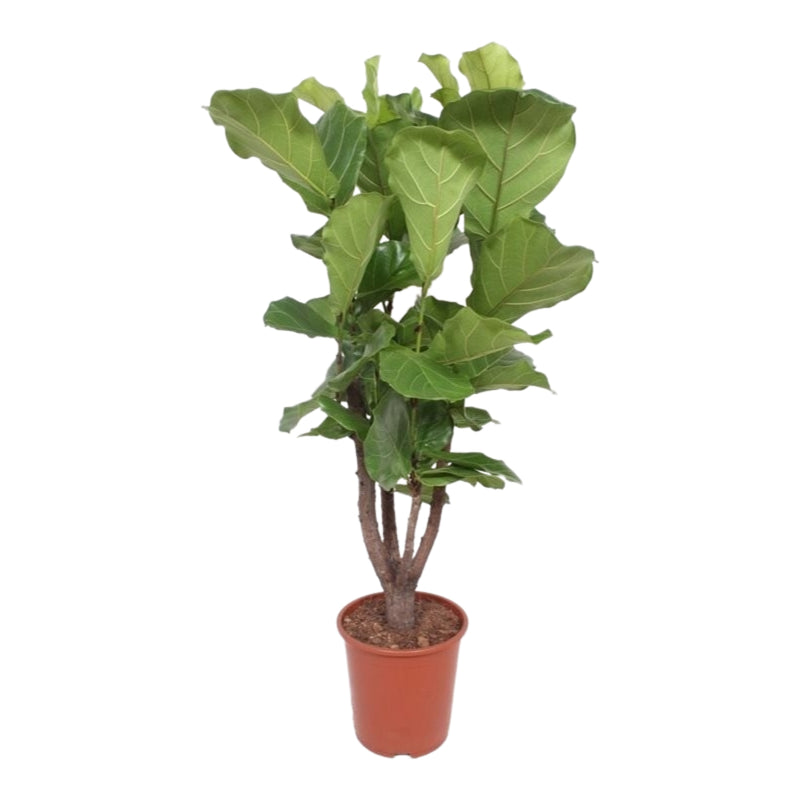 Ficus Lyrata_0