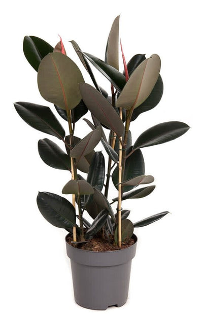 Ficus elastica 'Abidjan' (_0