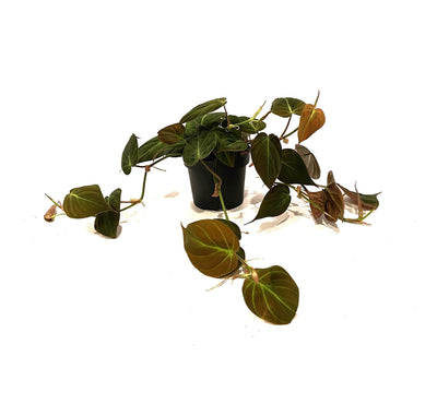 Philodendron scandens 'Micans'_0
