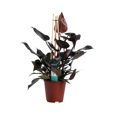 Philodendron Ruby  - Pyramide _0