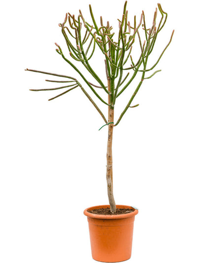 Euphorbia alluaudii (vertakt)_0