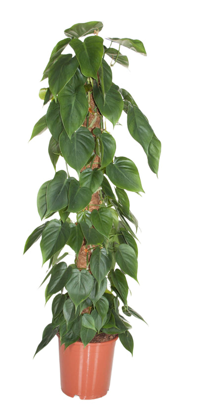 Philodendron Scandens (mosstok)_0