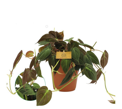 Philodendron Micans_0