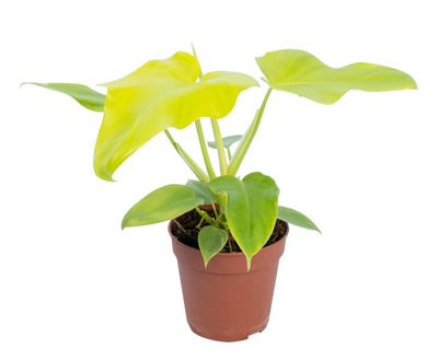 Philodendron Golden Violin_0
