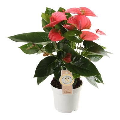 Anthurium "Pink Champion"_0