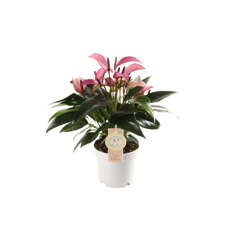 Anthurium Zizou_0