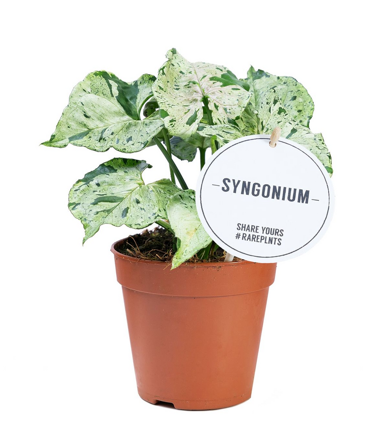 Syngonium Green Splash_0