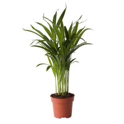 Goudpalm (Areca / Dypsis Palm)_0