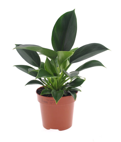 Philodendron 'Green Princess'_0