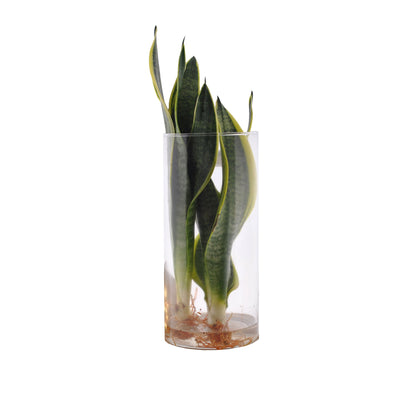 Sansevieria trifasciata 'Futura Superba' in cylinderglas_0