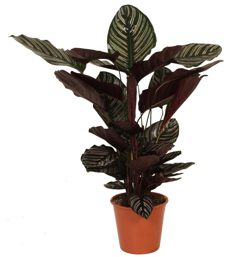 Decorum Calathea Ornata_0