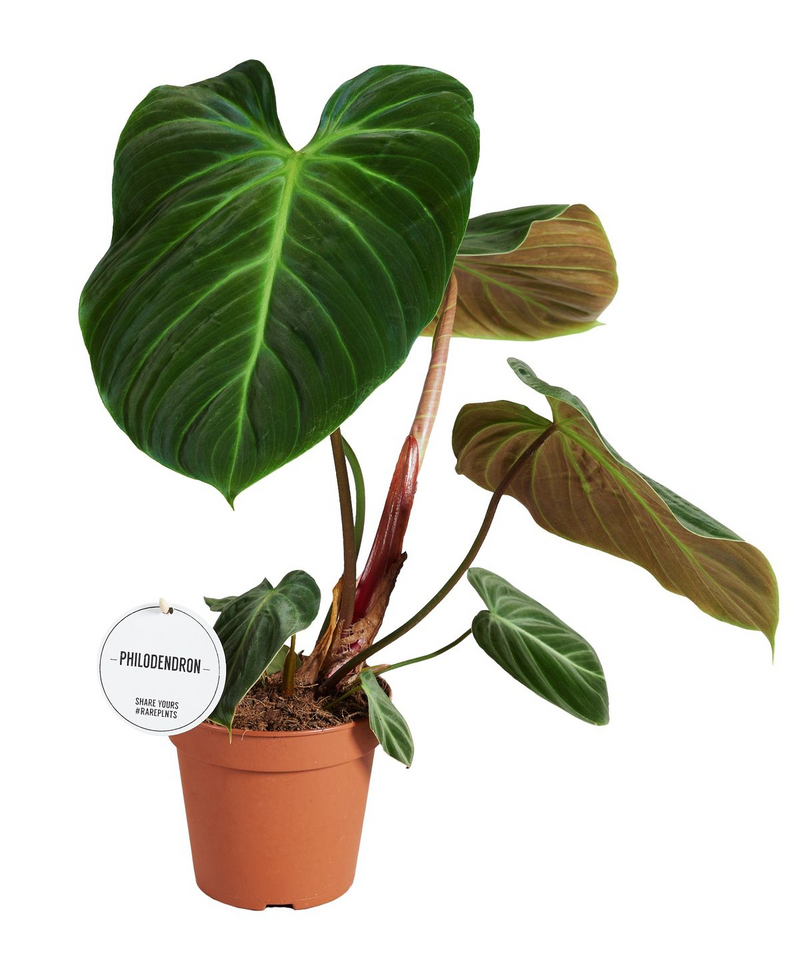 Philodendron El Choco Red_0