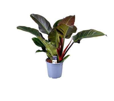 Philodendron 'Imperial Red'_0