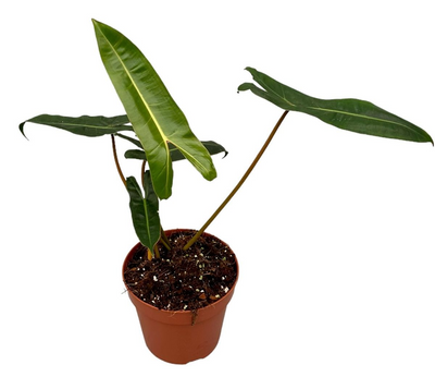 Philodendron Billietaie_0