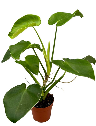 Philodendron Rugosum_0