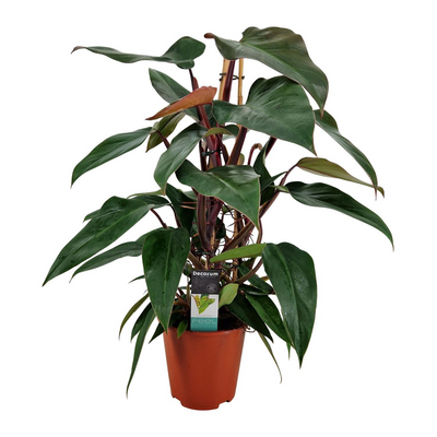 Philodendron New Red (Pyramide) _0