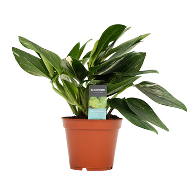Philodendron Cobra Toef _0