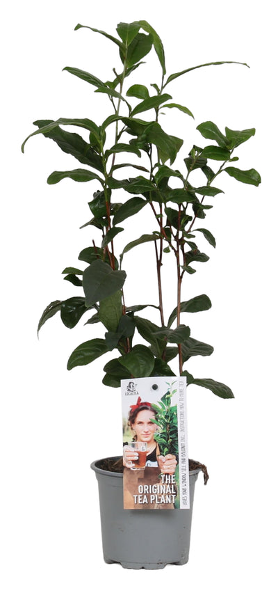 Camellia Sinensis (theeplant)_0