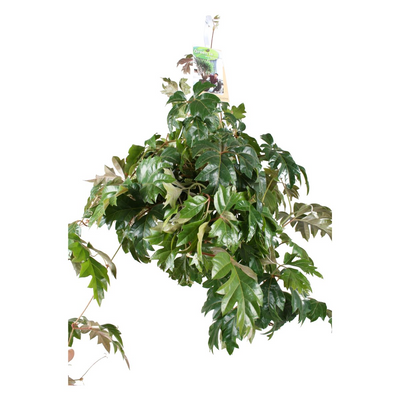 Cissus rhombifolia 'Ellen Danica' (hangplant)_0