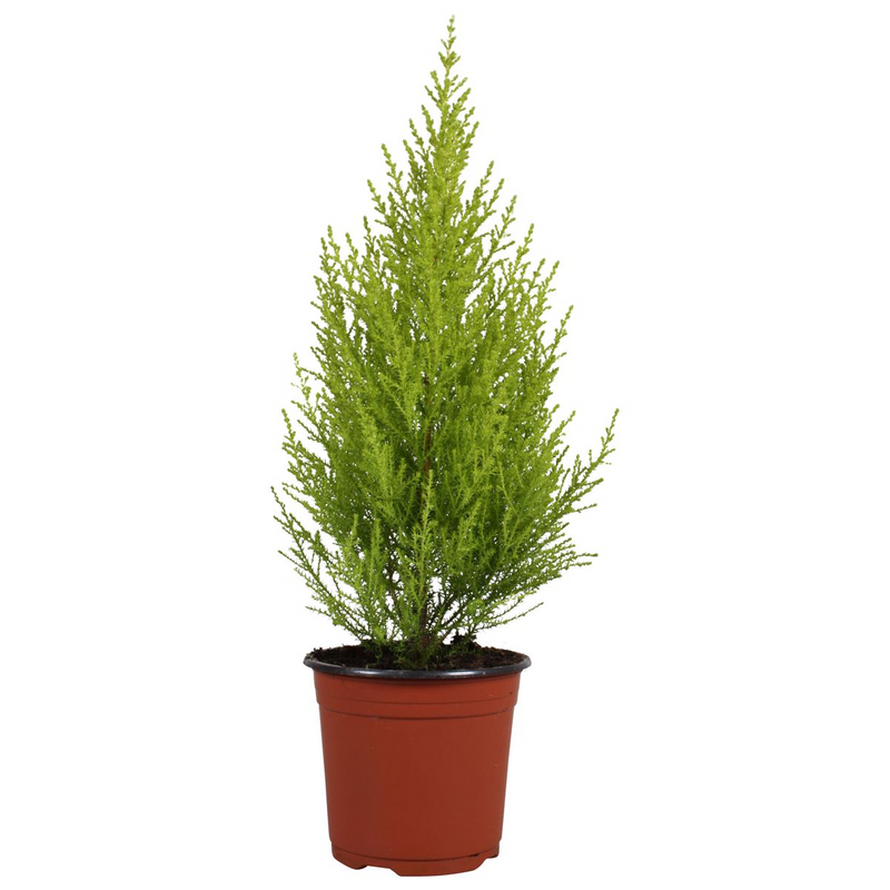 Cupressus macrocarpa &