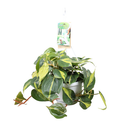 Philodendron Brasil (in hangpot)_0