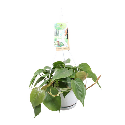 Philodendron scandens (in hangpot)_0