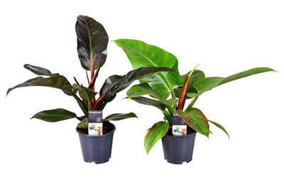 Philodendron mix Imperial Green & Red_0