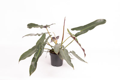 Philodendron atabapoense_2
