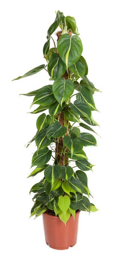  Philodendron scandens 'Brasil' (mosstok)_0