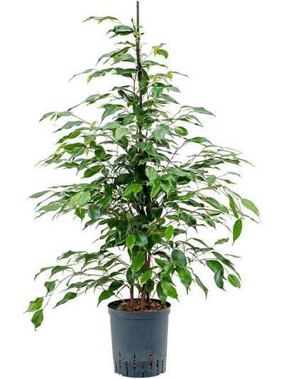 Ficus benjamina 'Danita' (hydrocultuur)_0