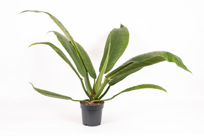 Philodendron campii Lynette_0