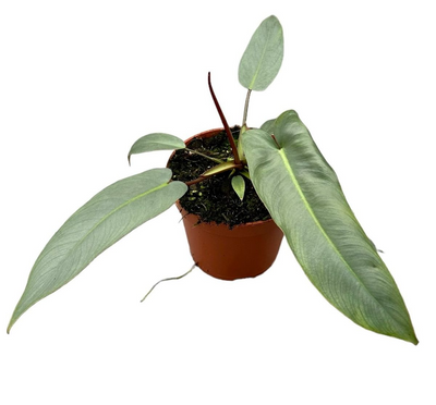 Philodendron Atabapoense_0
