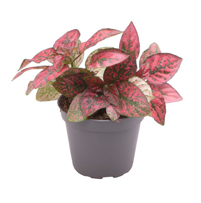 Hypoestes Phyllosachya Red_0