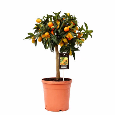 Citrus Kumquat_0