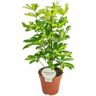 Schefflera arboricola 'Gerda'_0