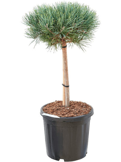 Pinus sylvestris 'Watereri' (op stam)_0