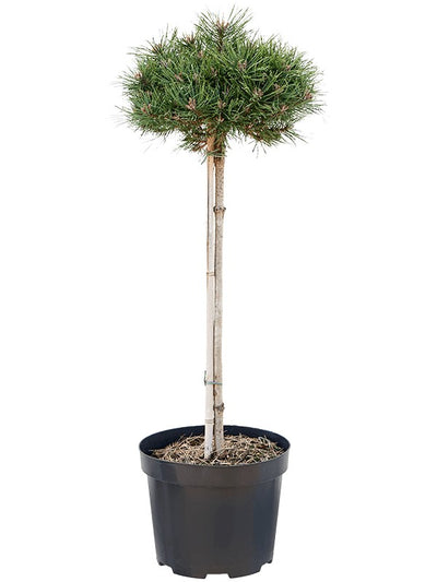 Pinus nigra 'Marie Brégeon' (op stam)_0